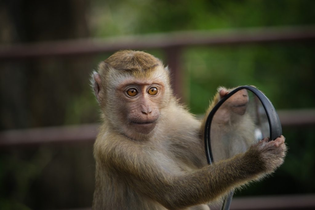 monkey, mirror, mirroring-4788328.jpg